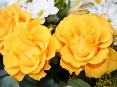 roses